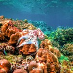 เรือสปีดโบ๊ท One Day Trip ทัวร์หมู่เกาะสุรินทร์ + อาหาร 3 มื้อ + รถรับ-ส่งจากภูเก็ตและเขาหลัก