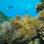 เรือสปีดโบ๊ท One Day Trip ทัวร์หมู่เกาะสุรินทร์ + อาหาร 3 มื้อ + รถรับ-ส่งจากภูเก็ตและเขาหลัก