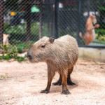 บัตรเข้าชมสวนสัตว์ Siri Park and Zoo (ศิริพาร์ค แอนด์ ซู) 1 ท่าน, ชลบุรี