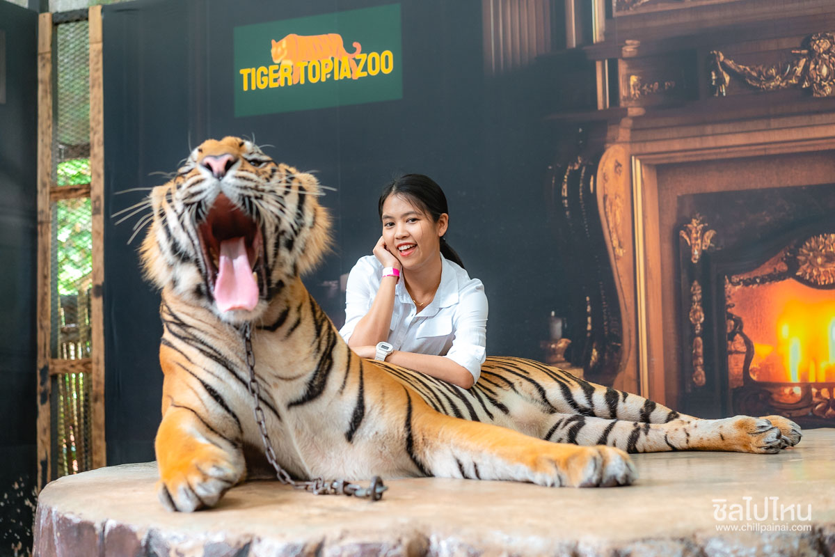 บัตรผ่านประตู + เดินป่ากับเสือ สวนเสือศรีราชาที่สวนสัตว์ Tiger Topia Zoo ไทเกอร์โทเปีย สำหรับ 1 ท่าน, ชลบุรี