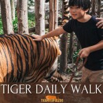 บัตรเข้าชมสวนเสือ Tiger Topia Zoo ศรีราชา 1 ท่าน, ศรีราชา