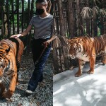 บัตรเข้าชมสวนเสือ Tiger Topia Zoo ศรีราชา 1 ท่าน, ศรีราชา